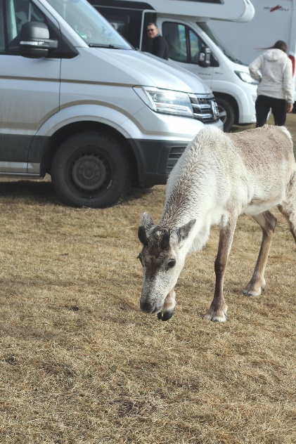 Raindeer are friends on a campground