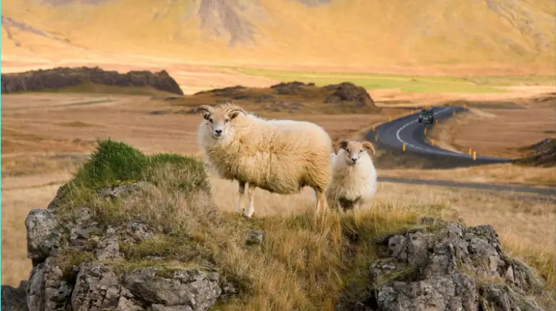 Sheep in Iceland on the roadside.