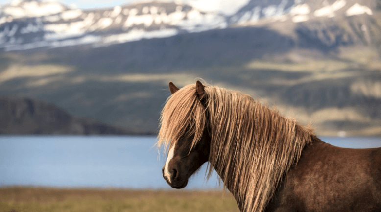 A brown Icelandic horse