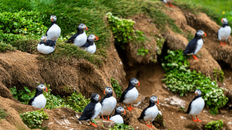 Puffin colony in Iceland.