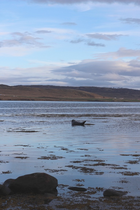 A seal chilling on baeach