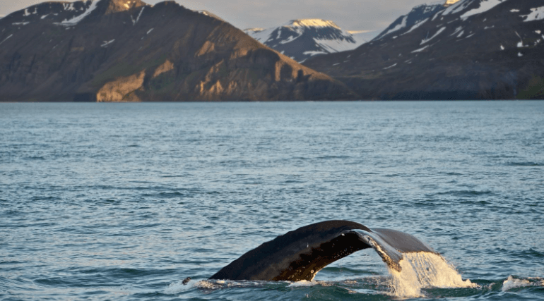 Whale tail in a fjord in Iceland.
