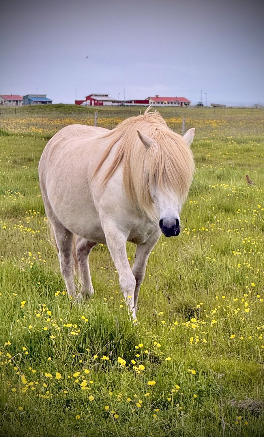 Pale Icelandic horse with a long blonde mane standing in a meadow of yellow flowers