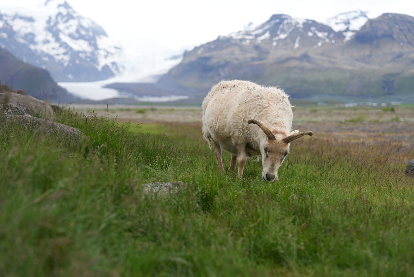 Icelandic sheep grazing in front of a glacier and snowy mountains beside the Ring Road