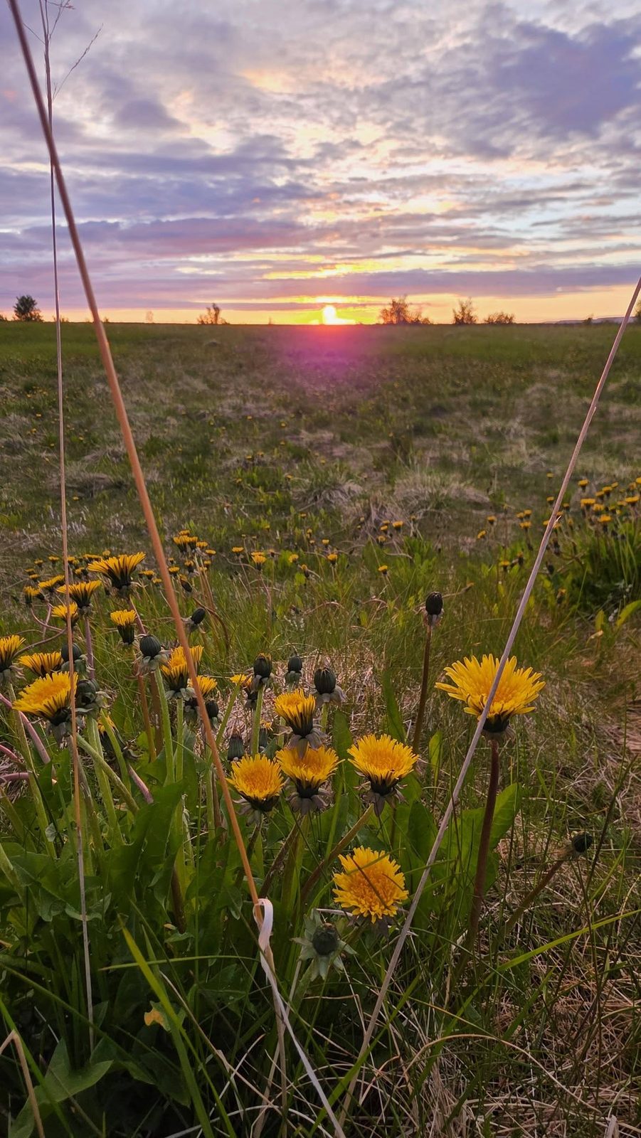 The midnight sun in Iceland glowing low on the horizon behind yellow wildflowers