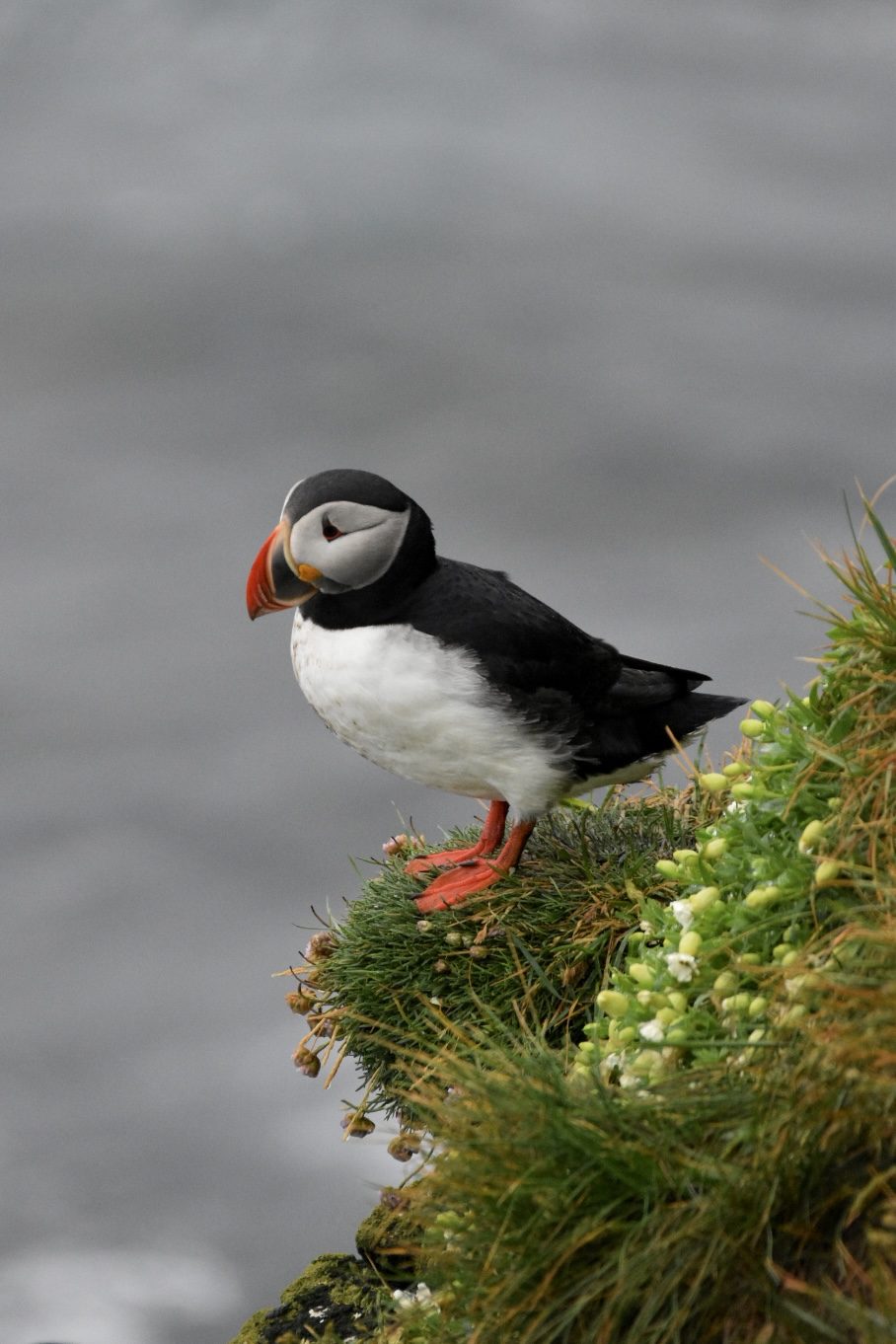 Atlantic puffin standing on a grassy cliff edge in the fog in the Westfjords
