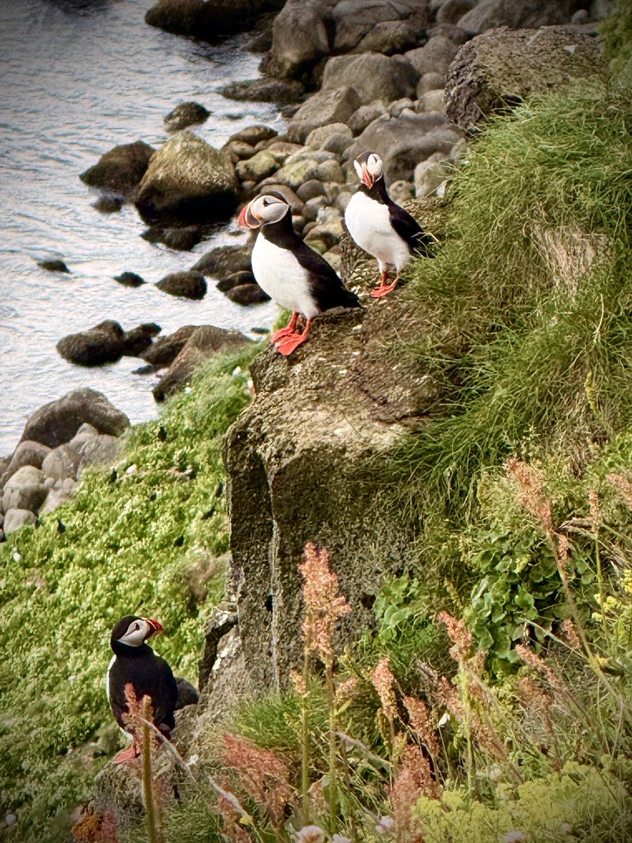 Three Atlantic puffins on a grassy, flower-covered cliff above the sea in Iceland
