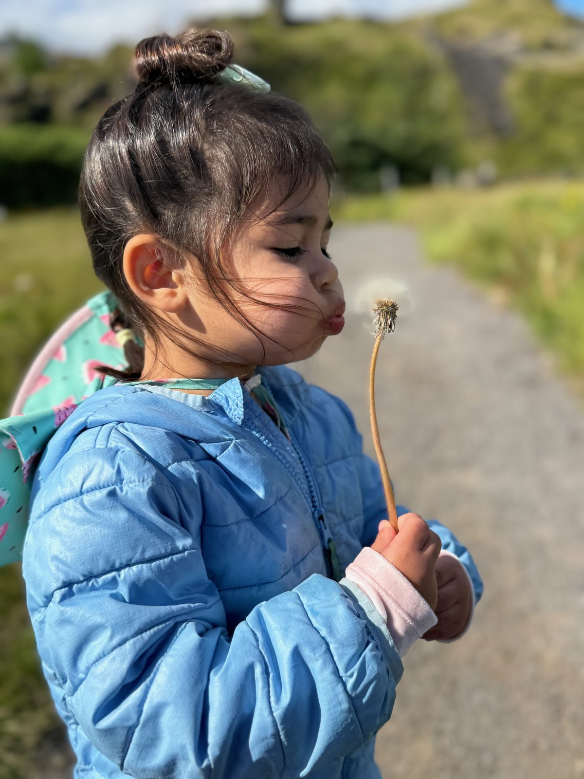 Little girl in a blue jacket blowing a dandelion wish on a trail on the Snæfellsnes Peninsula
